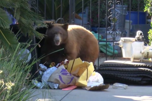 Black Bear Enjoys Unconventional Thanksgiving Feast in Duarte Neighborhood