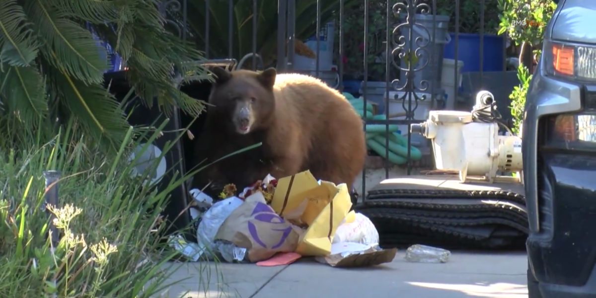 Black Bear Enjoys Unconventional Thanksgiving Feast in Duarte Neighborhood