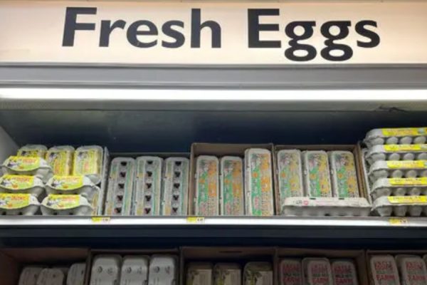 Salmonella Concerns Lead to Recall of Kirkland Organic Eggs in Georgia, Alabama, North Carolina, South Carolina, and Tennessee