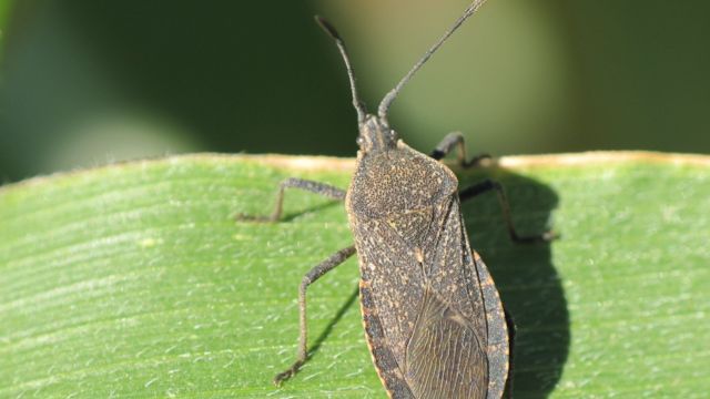 Invasive Flying Pest Found in 5 More Kentucky Counties Winter is the Time to Act