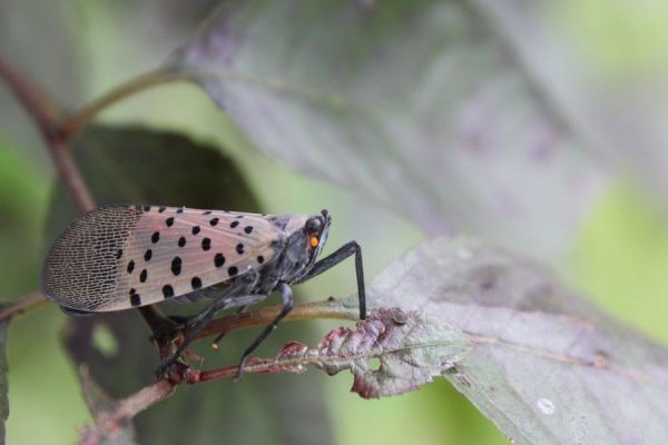 Invasive Flying Pest Found in 5 More Kentucky Counties Winter is the Time to Act