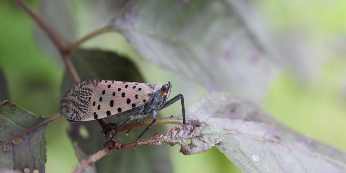 Invasive Flying Pest Found in 5 More Kentucky Counties Winter is the Time to Act