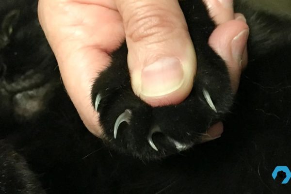 New Law Declawing Cats Now Illegal in Massachusetts Under New Legislation