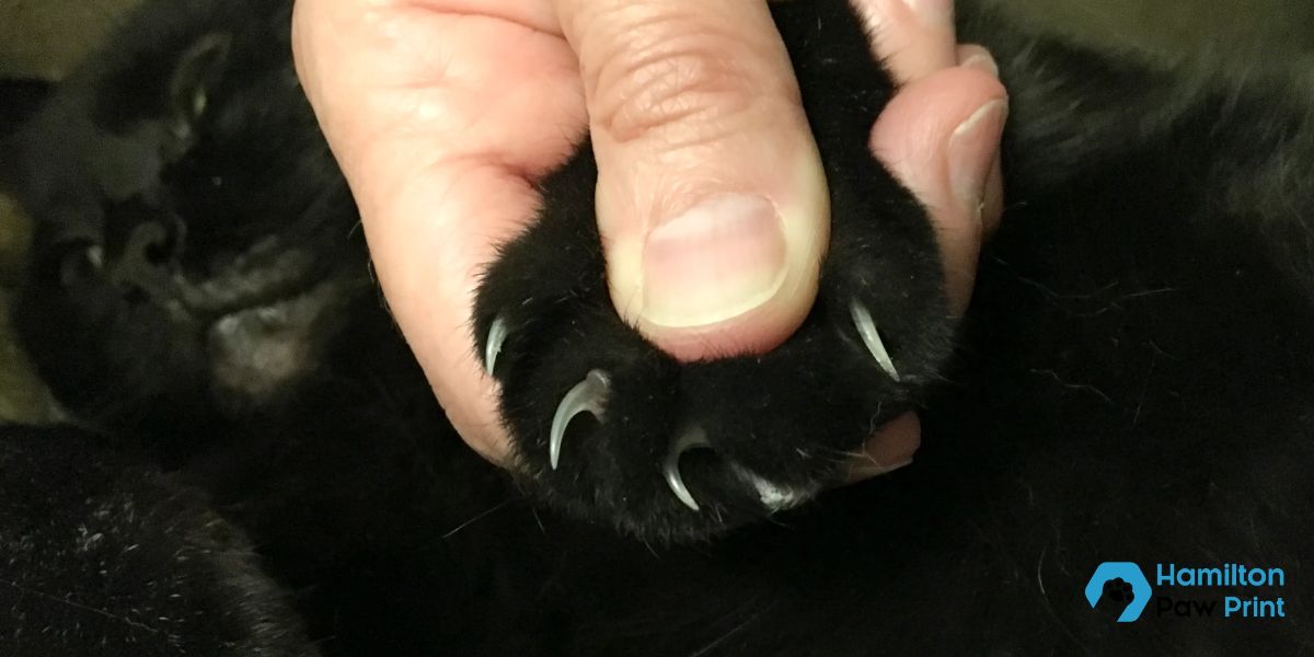 New Law Declawing Cats Now Illegal in Massachusetts Under New Legislation