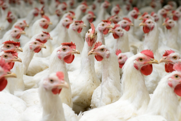 Avian Flu Crisis in Michigan: Wild Birds, Cattle, and Zoos All at Risk from Deadly Virus!