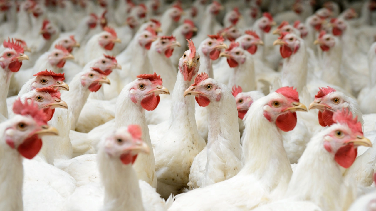 Avian Flu Crisis in Michigan: Wild Birds, Cattle, and Zoos All at Risk from Deadly Virus!