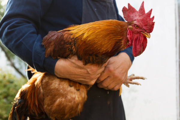 Kentucky's Fight Against Animal Cruelty: New Bill Could Make Cockfighting a Felony