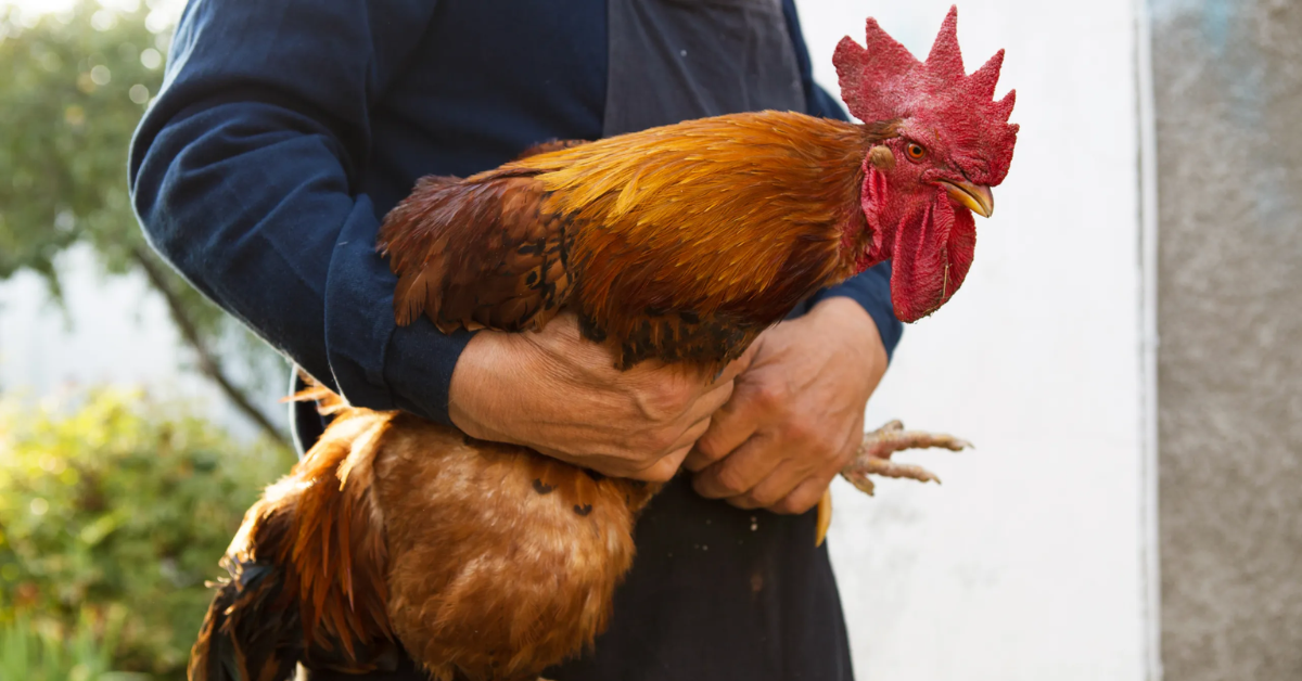 Kentucky's Fight Against Animal Cruelty: New Bill Could Make Cockfighting a Felony