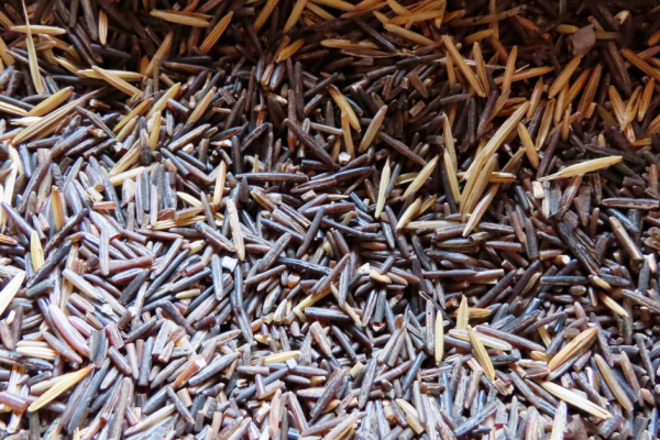 Michigan Tribes Launch Plan to Save Wild Rice from Extinction