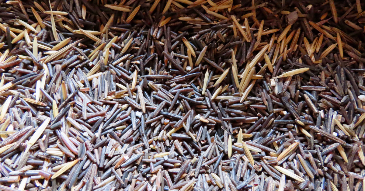 Michigan Tribes Launch Plan to Save Wild Rice from Extinction