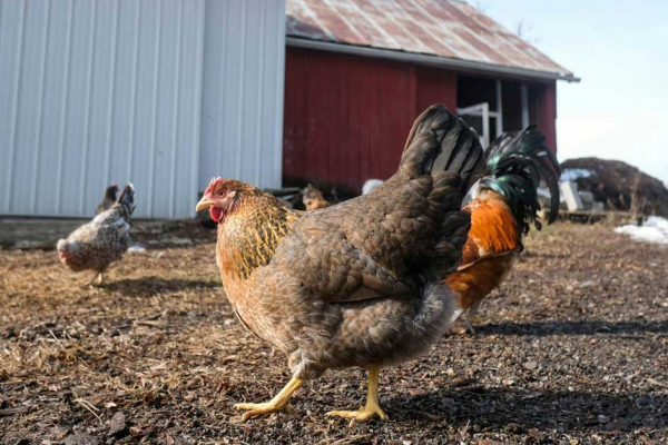 H5N1 Bird Flu Outbreak in Michigan: Expert Explains Spread and Impact on Animals