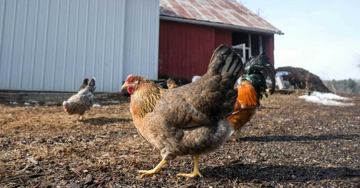 H5N1 Bird Flu Outbreak in Michigan: Expert Explains Spread and Impact on Animals