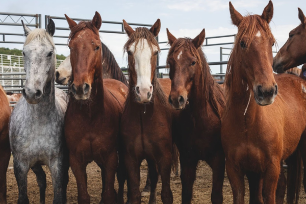 Wild Horse and Burro Awareness Week: BLM Holds Adoption Events for Wild Burros!