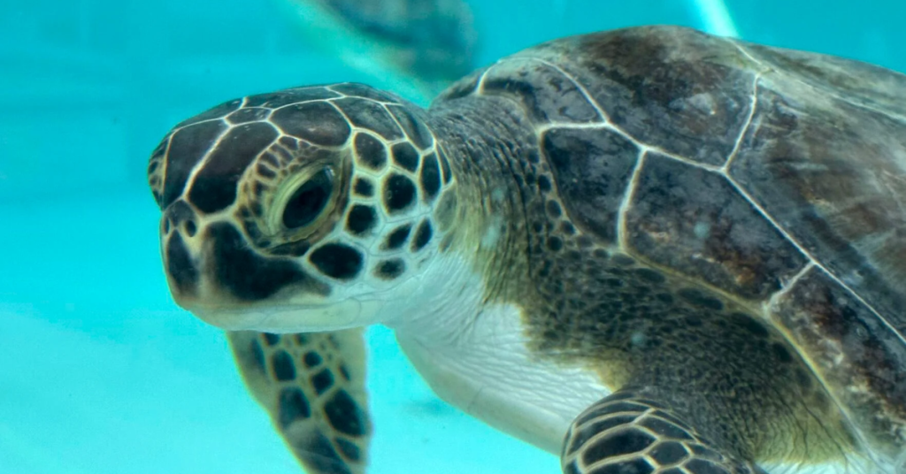 Sea Turtles Saved Amid Historic Cold Snap in Florida: FWC Rescues Vulnerable Creatures!