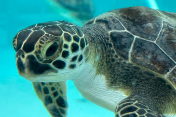 Sea Turtles Saved Amid Historic Cold Snap in Florida: FWC Rescues Vulnerable Creatures!