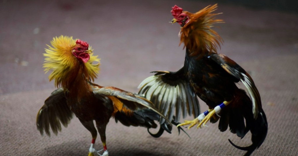 Kentucky's Fight Against Animal Cruelty: New Bill Could Make Cockfighting a Felony