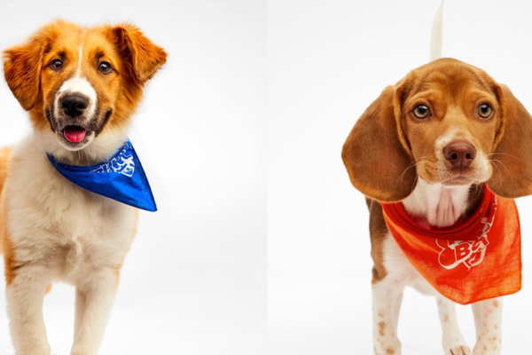 Meet Colonel and Julep: 2 Puppies from Kentucky Humane Society Playing in the 2025