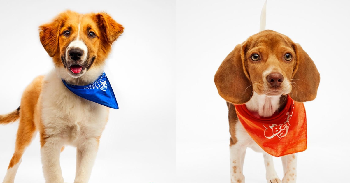 Meet Colonel and Julep: 2 Puppies from Kentucky Humane Society Playing in the 2025