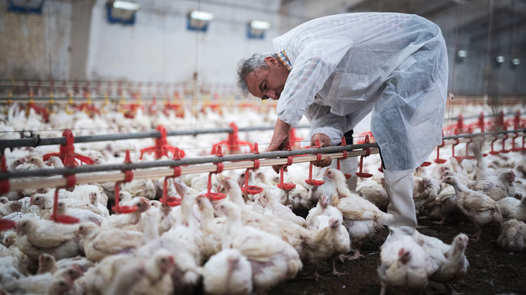 H5N1 Bird Flu Outbreak in Michigan: Expert Explains Spread and Impact on Animals