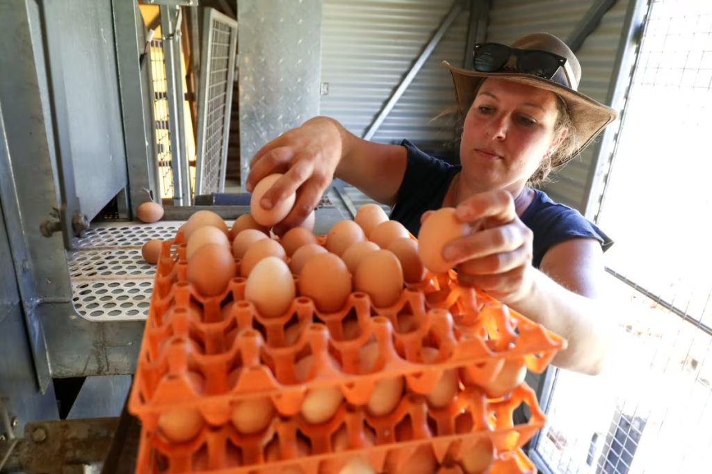 How Local Farmers Are Saving the Day Amid Surging Egg Prices & Bird Flu Outbreaks?