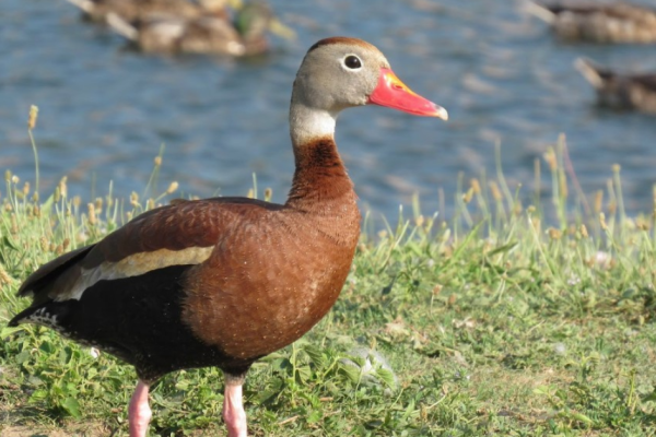 Discover the Unique Beauty of Florida's Black-Bellied Whistling-Ducks!