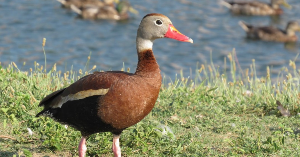 Discover the Unique Beauty of Florida's Black-Bellied Whistling-Ducks!