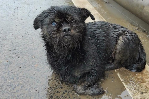 Pregnant Dog Abandoned in Missouri Park Rescued by Quick-Thinking Passerby