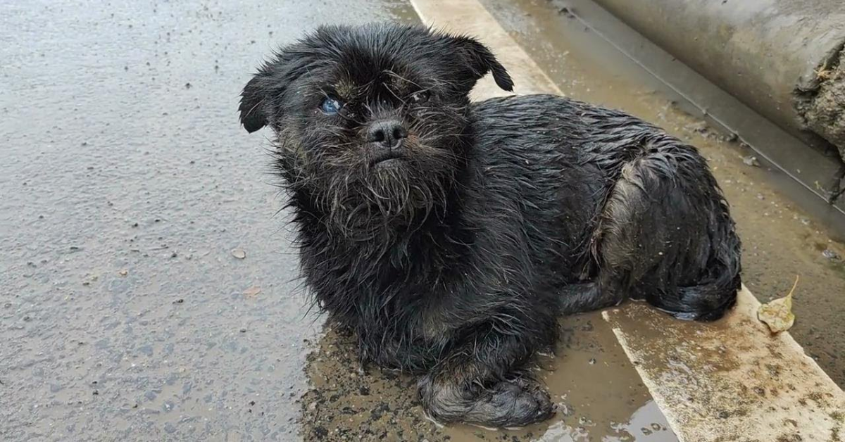 Pregnant Dog Abandoned in Missouri Park Rescued by Quick-Thinking Passerby