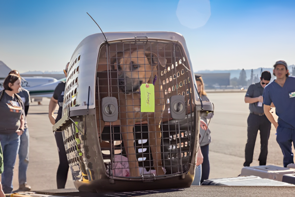 MSPCA Rescues California Fire Dogs and Brings Them to Massachusetts