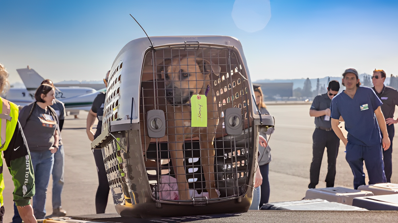 MSPCA Rescues California Fire Dogs and Brings Them to Massachusetts