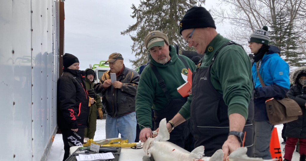 17-Minute Sturgeon Fishing Season on Michigan’s Black Lake Sets New Record