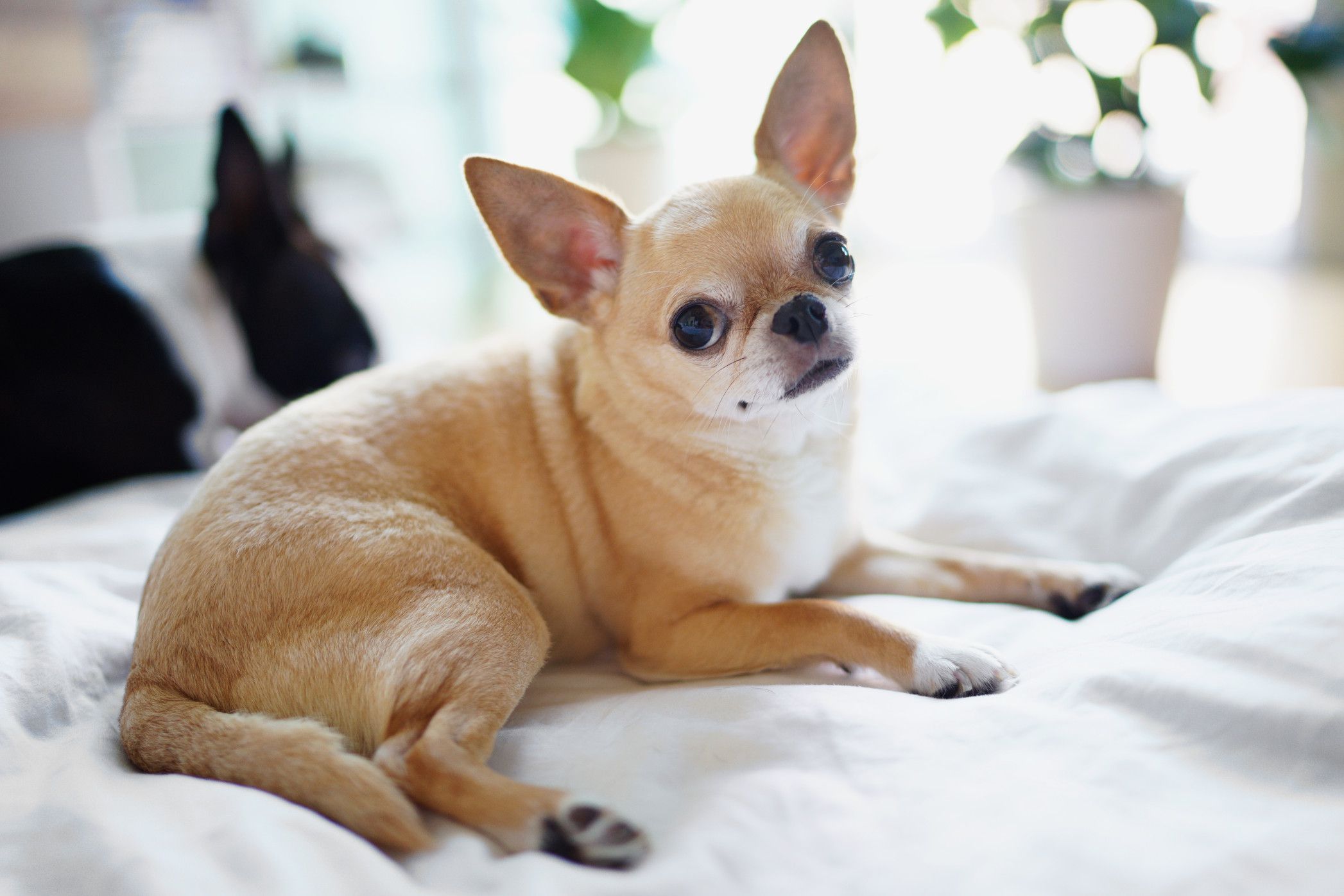 8 Crucial Tips Every Chihuahua Owner Must Know for Happy and Healthy Pets