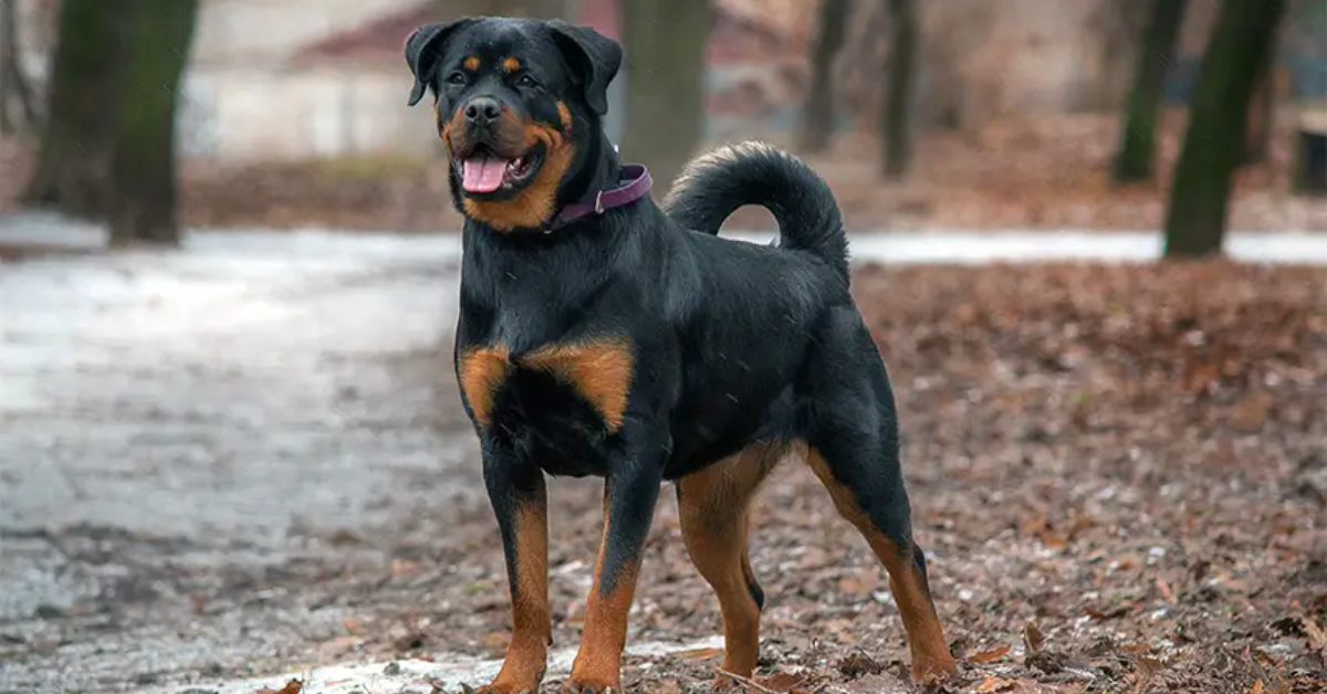 What Owning a Rottweiler Reveals About Your Personality and Lifestyle