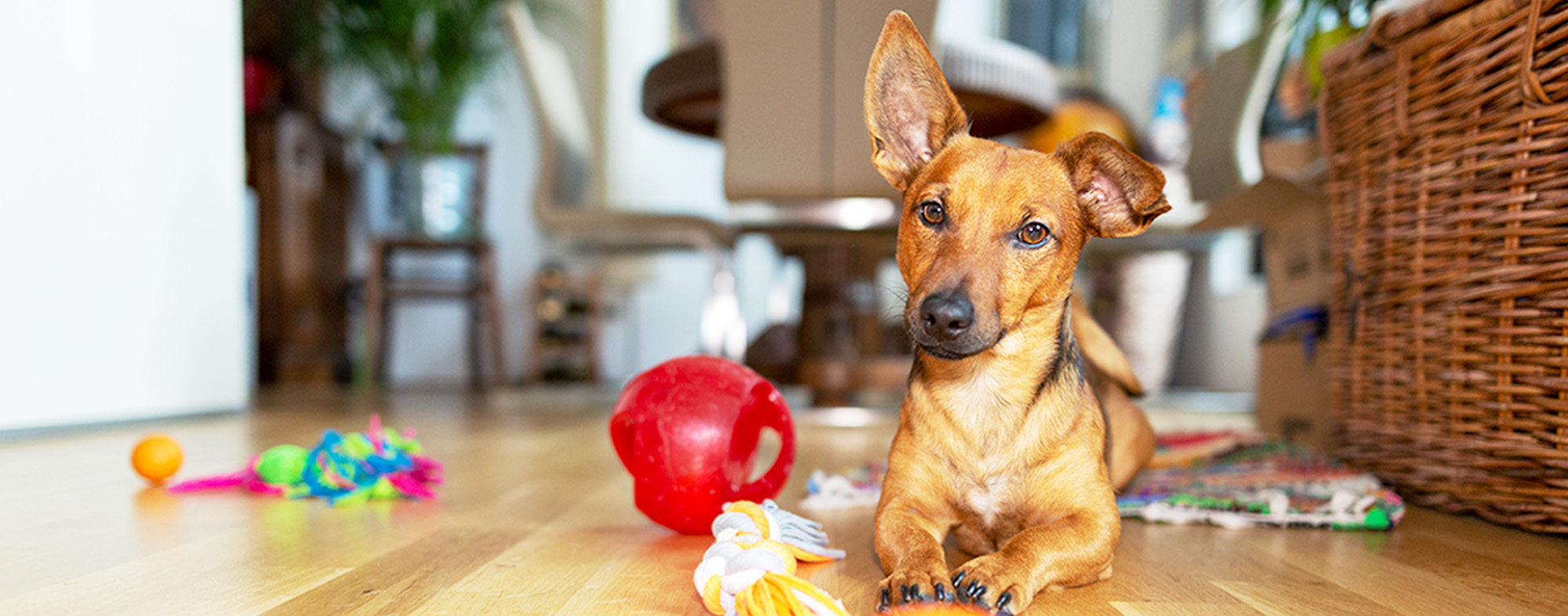 How to Keep Your Dog Busy and Happy When You’re Not Home