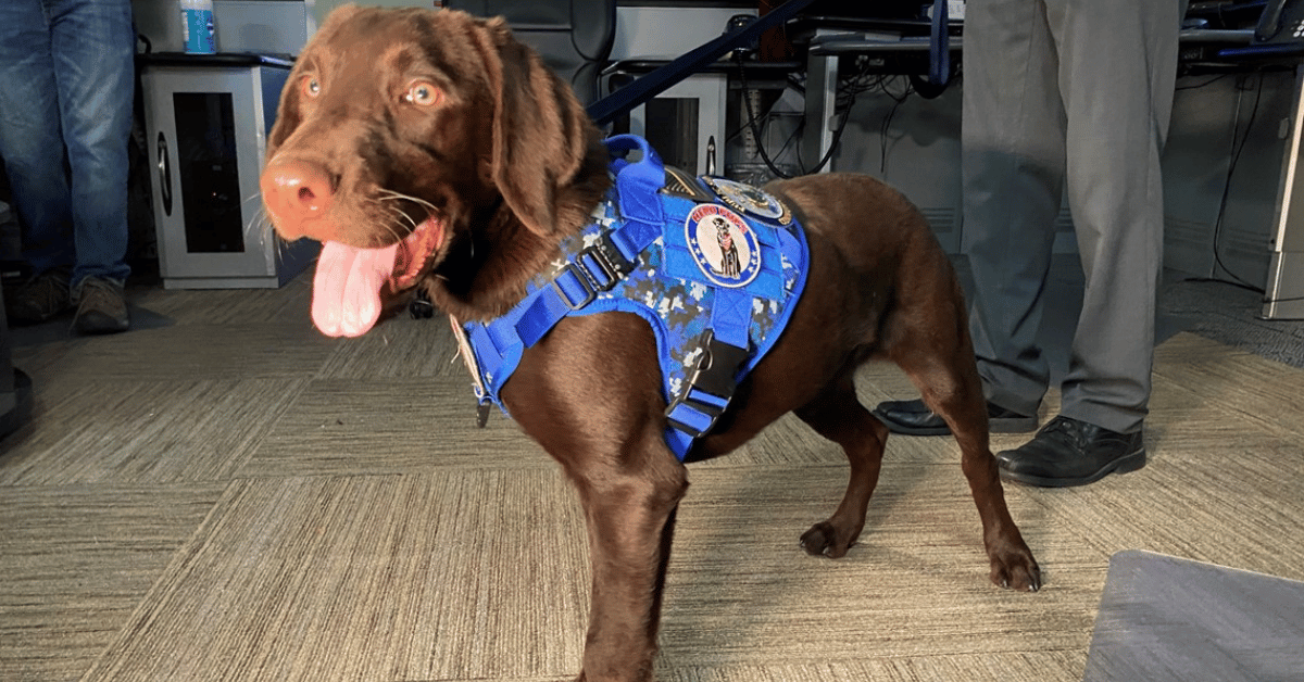 Maine Comfort Dog Handler Faces Charges After Tragic Loss of Beloved Therapy Dog