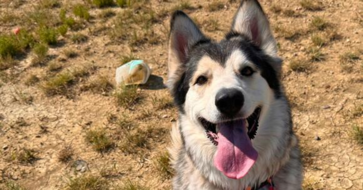 Meet Tikanni: The Charming 5-Year-Old Dog Searching for a Loving Home in Colorado