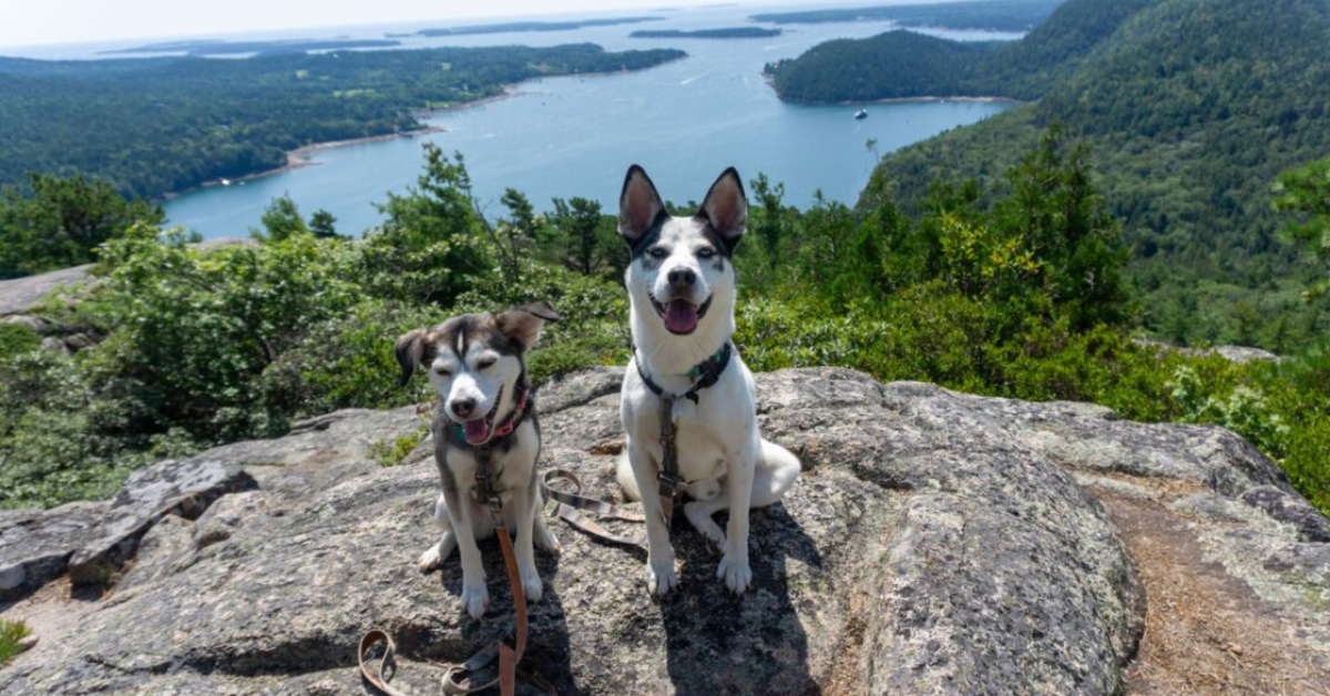 How My Dog Helped Me Discover and Love the Beautiful Outdoors of Maine