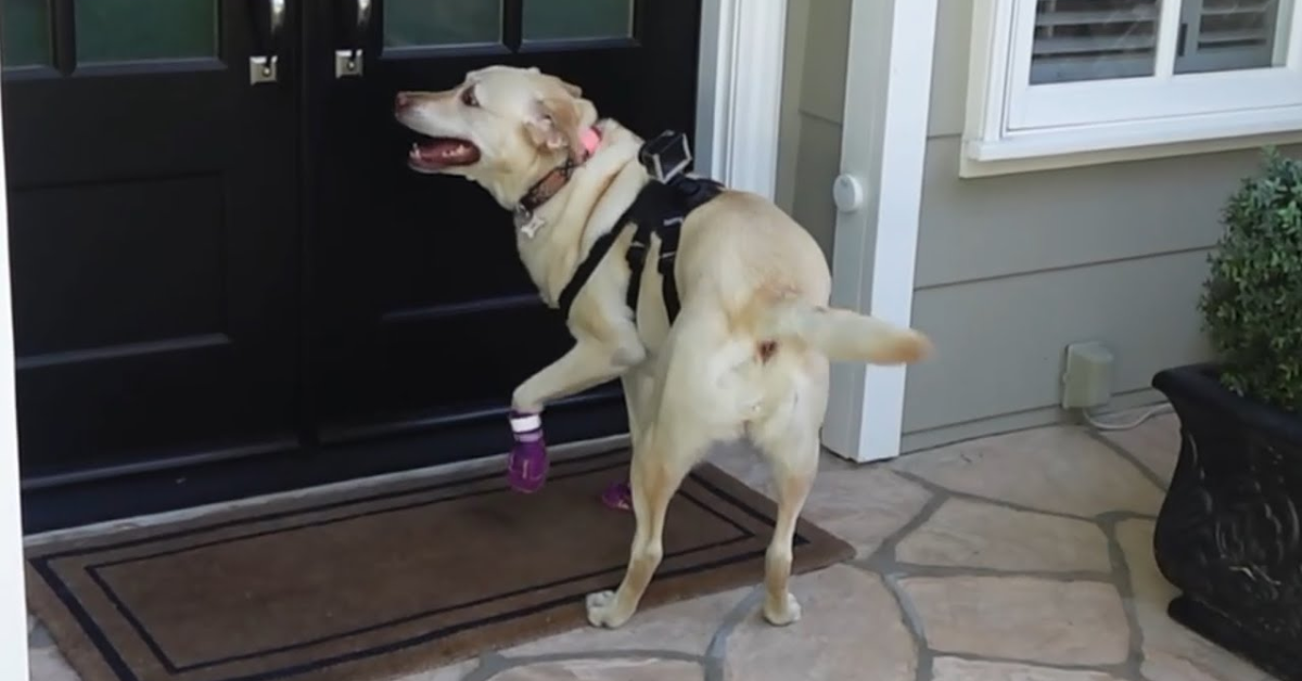 Woman Upgrades Doorbell to Never Miss Another Visit from Her Friendly Neighbor Dog