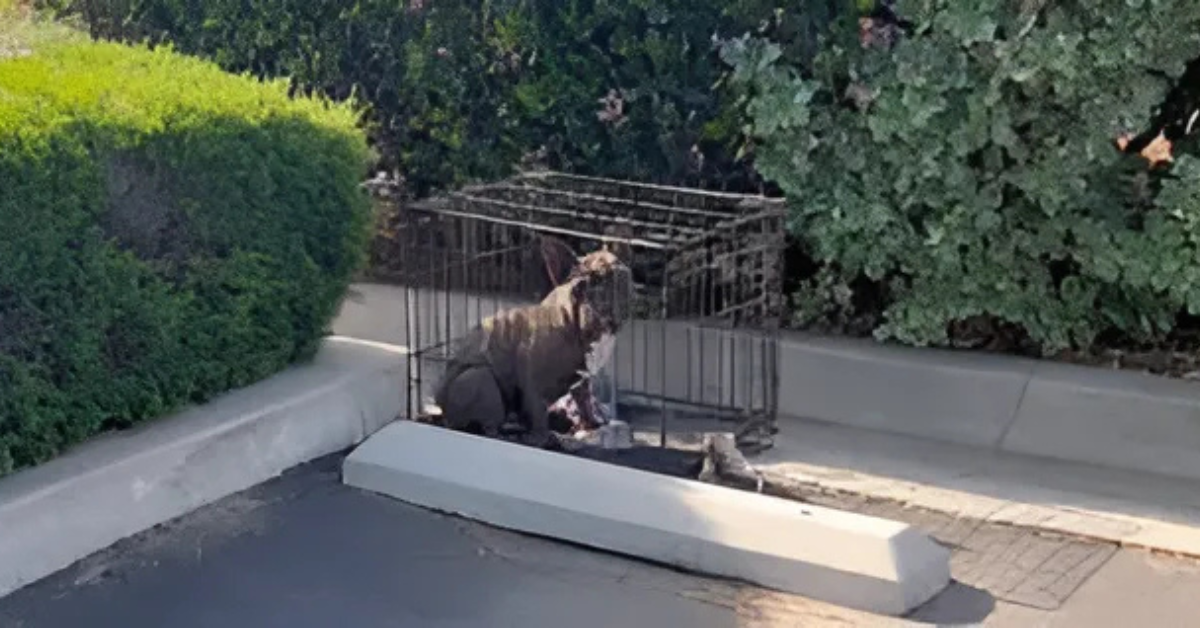 Driver Pulls Into Parking Spot And Locks Eyes With Someone Trapped In A Crate: Shocking Rescue Story Revealed