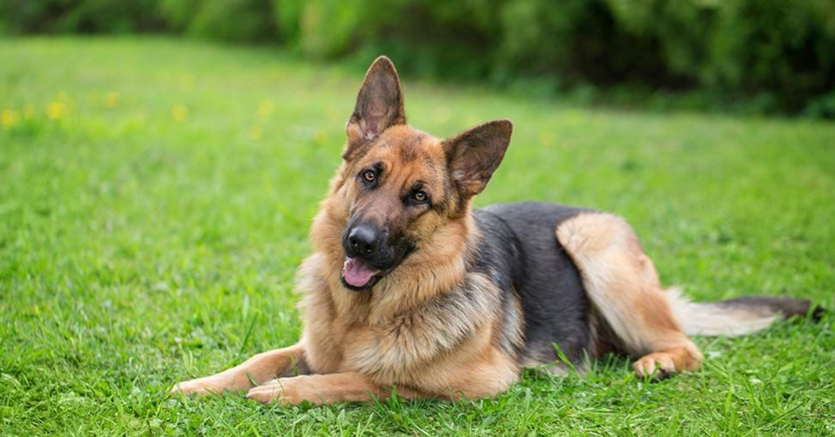 15 Loyal Dog Breeds That Would Risk Everything to Protect You
