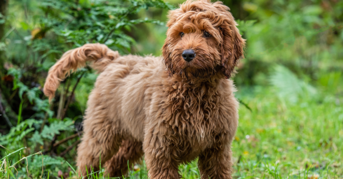 The Dark Truth About Designer Dog Breeds You Need to Know Before Buying