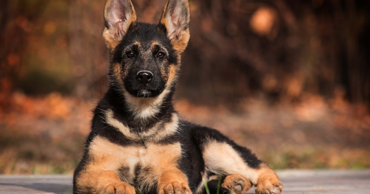 The Ultimate German Shepherd Care Guide: Everything Every Owner Must Know for a Happy, Healthy Dog
