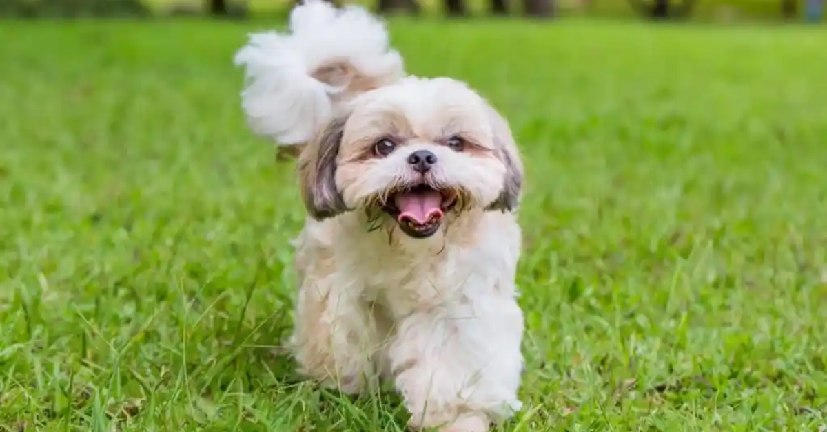 8 Best Small Dog Breeds You Can Gift To Your Grandparents for Companionship and Joy