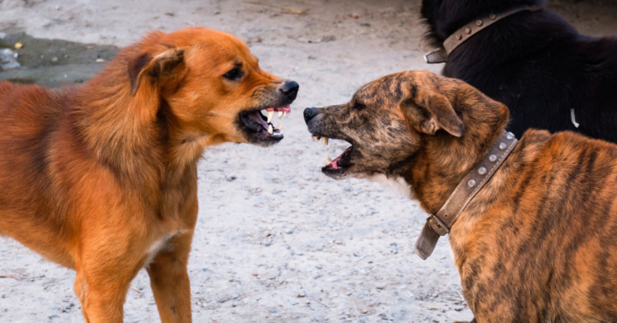 10 Surprising Ways You Might Be Making Your Dog More Reactive Without Knowing