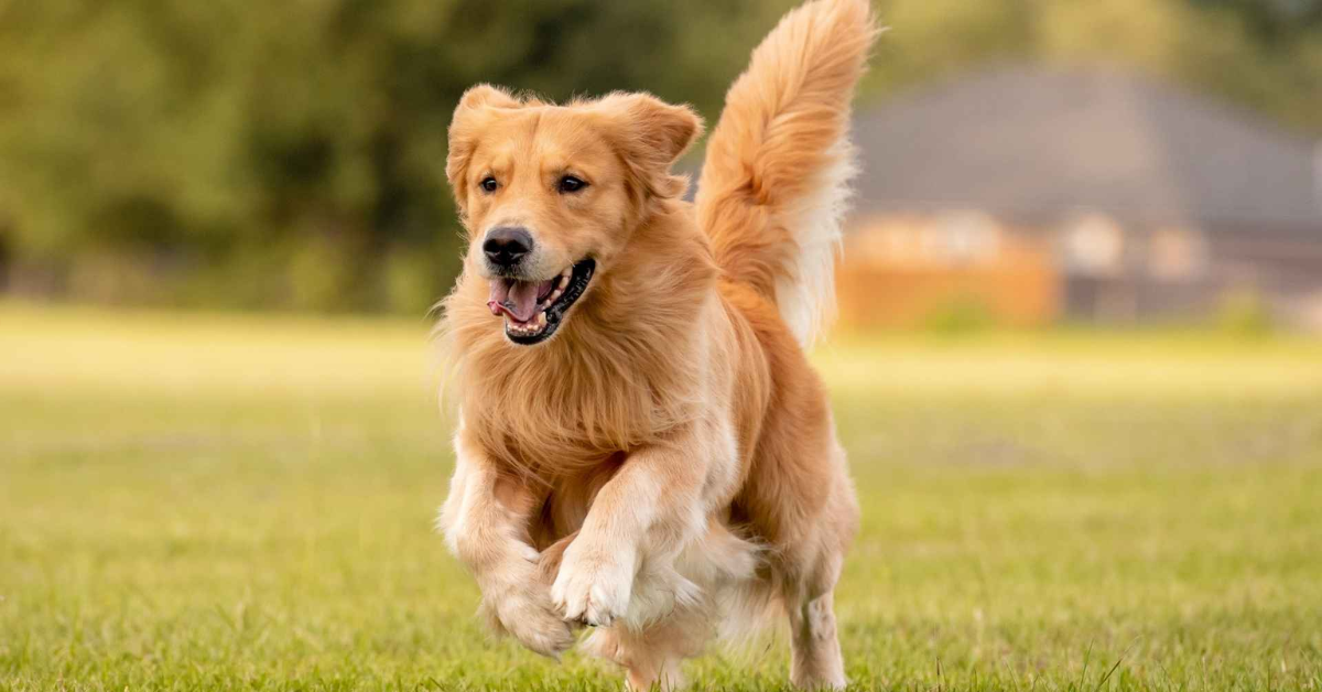 10 Happiest Dog Breeds with Positive Personalities That Will Brighten Your Life