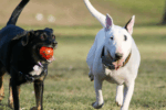 5 Warning Signs At Dog Parks That Should Make You Dash Away Fast