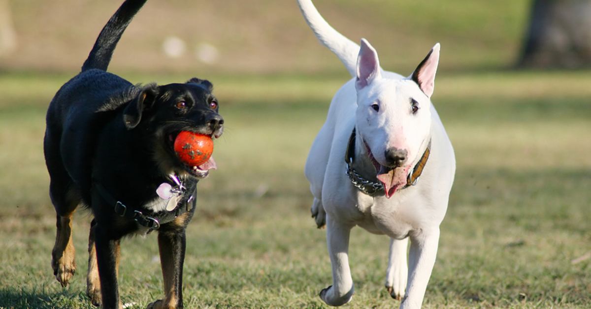 5 Warning Signs At Dog Parks That Should Make You Dash Away Fast