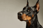What Owning a Doberman Reveals About Your Unique Personality and Lifestyle