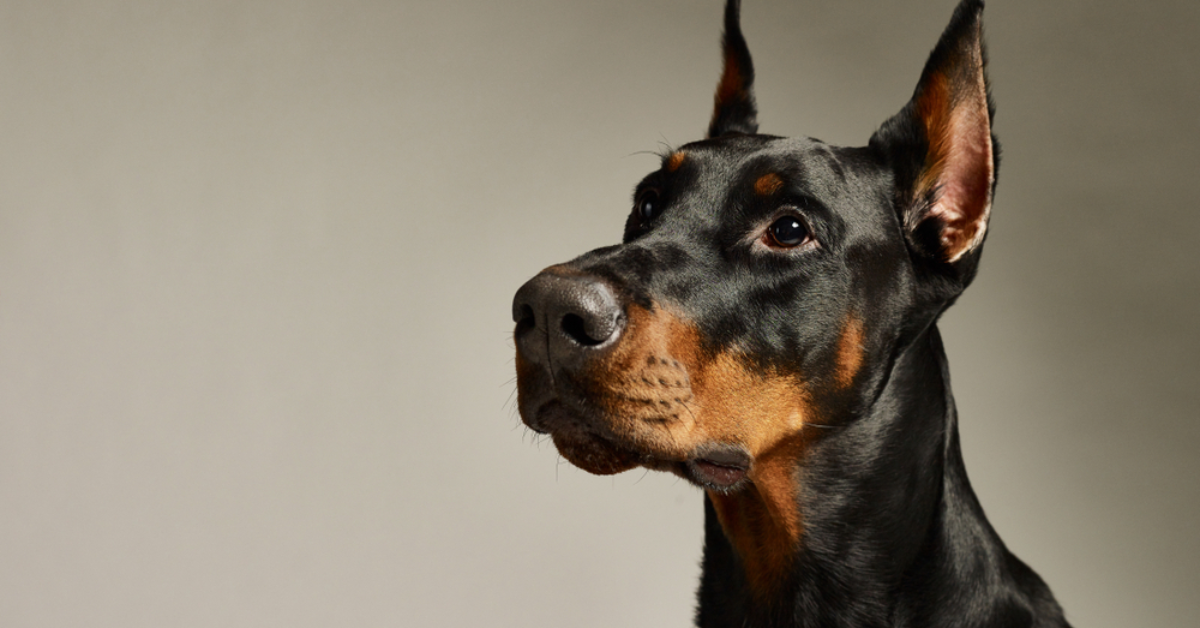 What Owning a Doberman Reveals About Your Unique Personality and Lifestyle