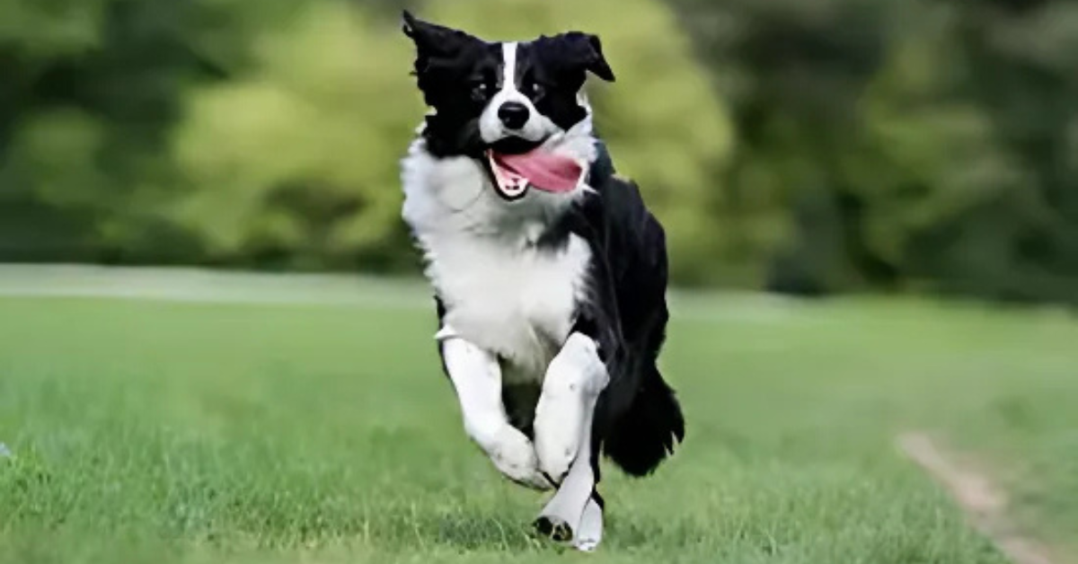 Top 10 Most Athletic Dog Breeds That Need an Active Lifestyle for Peak Health
